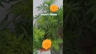 #Marigold flower #Gardening# plants # lifestyle