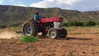 Massey ferguson 157 en el olivar