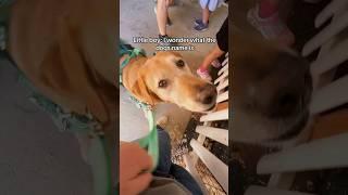 going to the fair with a service dog! #servicedog #dogtraining #dogs #youtubeshorts #shorts