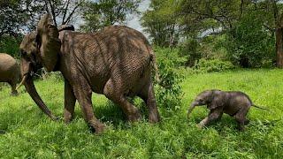 Introducing Lenny, Lima Lima's New Baby Boy | Sheldrick Trust