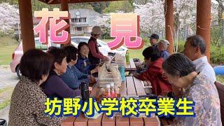 坊野小学校卒業生メンバーの花見で鹿児島弁が飛び交う　(鹿児島県日置市吹上町永吉坊野)