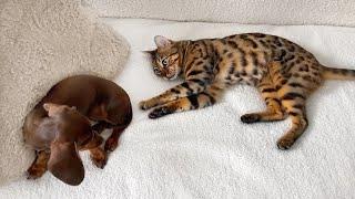 Mini Dachshund Puppy & Bengal Cat snuggle together.