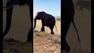 elephants part 2