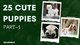 25 Cutest Puppies | Best 25 Cutest Dogs in the World | Proud Hobbyist