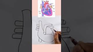 how to draw Human heart diagram drawing class 10