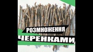 РОЗМНОЖЕННЯ ЙОШТИ ТА СМОРОДИНИ ЧЕРЕНКАМИ.