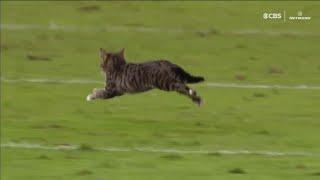 Cats running on fields (Cat interference compilation)