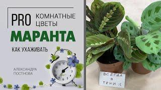 Комнатное растение Маранта - что нужно знать о тенелюбивой красотке. Неприхотлива или это миф?