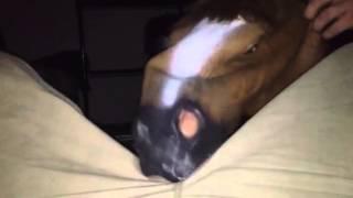 Horse blowjob