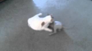 PART ONE - Fat Cat (Pup) vs Hairless Cat