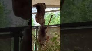 #funny Have You Ever #watch a Koala #fight !? #shorts #animals #viral #trending #cute #explore