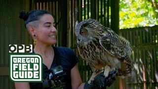 A day in the life of a raptor center | Oregon Field Guide