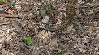 Watch adders getting a feed at Wildwood