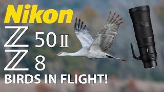 Nikon Z50 II & Z8 Sandhill Crane Bird Photography with 180-600mm Lens! Birds In Flight!