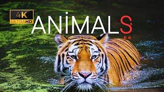 Animals Of The World 4K - Scenic Wildlife Film With Cinematic Music