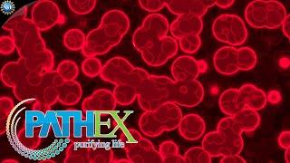 Blood Cleansing Device Removes Pathogens | Path Ex