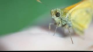 Butterfly braces against Wind  - Cutest thing you'll see all day