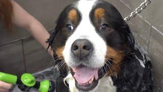 Weaponizing his fluffy DUMP TRUCK | Bernese mountain dog