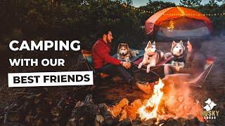 Camping With Dogs + Setup Tips | Husky Squad