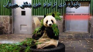 پانډا خوږ ښکلې حيوان info about the cuie Pandas