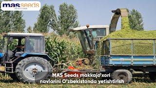 MAS Seeds makkajo'xori navlarining O'zbekistonda yetishtirish jarayoni(2021)