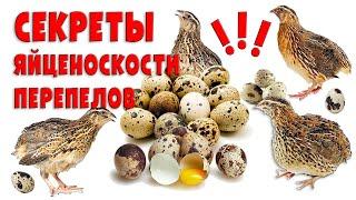 Секреты яйценоскости перепелов / Должен знать каждый птицевод!