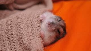  3 HOURS of the best sleep music. Lullaby. HAMSTERS of 2022. Magic hamster.