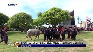 Mangalahat Horbo, Tradisi Berkuban dengan Kerbau #LintasiNewsPagi 09/07