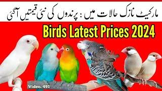 Birds Latest Prices 2024 (July - August), Budgies, Love Birds, Finches in Urdu By |Arham| Video. 491