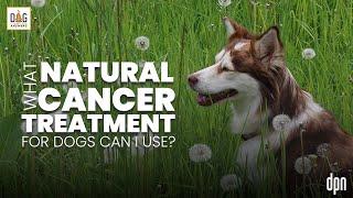 What Natural Cancer Treatment for Dogs Can I Use? | Dr. Nancy Reese Q&A