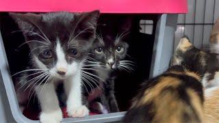 70 stray animals being sent to New Hampshire for adoption