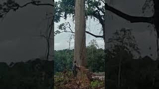 NGERI TEBANG POHON SUPER BESAR DI HUTAN KALIMANTAN