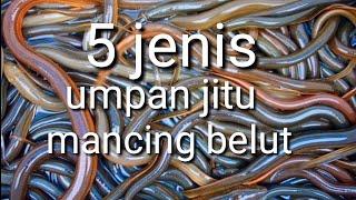 5 jenis umpan jitu untuk mancing belut | dijamin ampuh