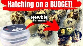 Budget Incubator | Is the HBlife a good Incubator? Incubator Review & Results | Hatching Quail Eggs