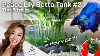 Aquascape Tutorial: Step by Step Peace Lily Betta Fish Aquarium How To