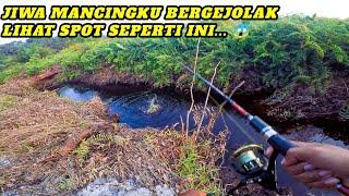 Panen Strike Ikan Gabus/Haruan Terbanyak DAN tercepat