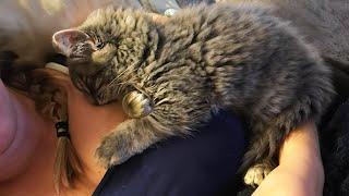 Stray Kitten Won't Stop Cuddling a Sick Woman Battling Cancer