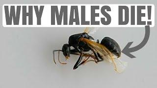 Why Males Die After Mating! | Ant 101 #2