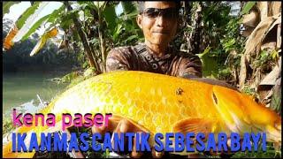 paser ikan || detik detik nembak ikan mas babon tarikannya bikin kaget