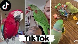 Funny Parrots Compilation ~ Pet Birds of TikTok Compilation