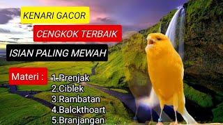 Kenari Gacor | Cengkok Terbaik Isian Paling Mewah #kenarigacor #kicaumania #kenari