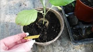Transplanting Eggplant Seedlings, How To Transplant Eggplant Seedlings, When To Transplant Eggplant