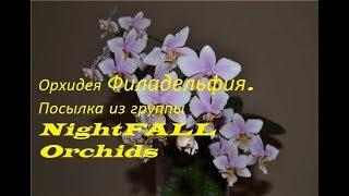 Орхидея Филадельфия. Посылка из группы NightFALL Orchids. Крым