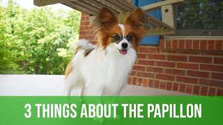 3 (Maybe) Not So Great Things About The Papillon // Percy the Papillon Dog