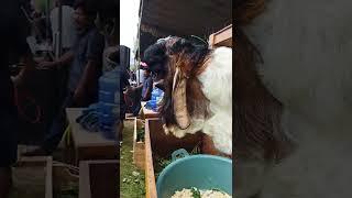 kontes kambing seni sentot jr bin kitaro