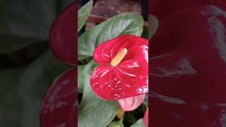 Flamingo Flower (Anthurium) - The Ultimate Indoor Beauty! #VastuPlants#Gardening#TrendingPlants#lily