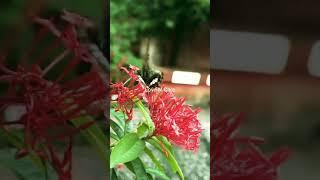 varieties of IXORA plant - west Indian jasmine