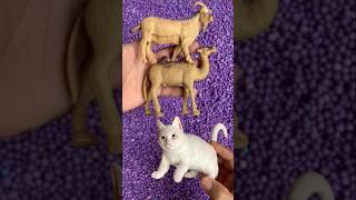 Wow, cat, camels, goats #animals