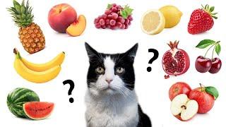 Do cats eat fruit and berries? TOP 10 Test Drive !!