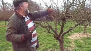 Apple tree pruning renewal style